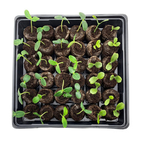 Jiffy seed starting kit ready to transplant vibrant seedlings.