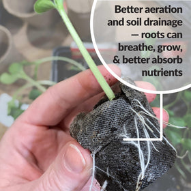 Jiffy 36mm pellets are transplant-ready, reducing shock outdoors.