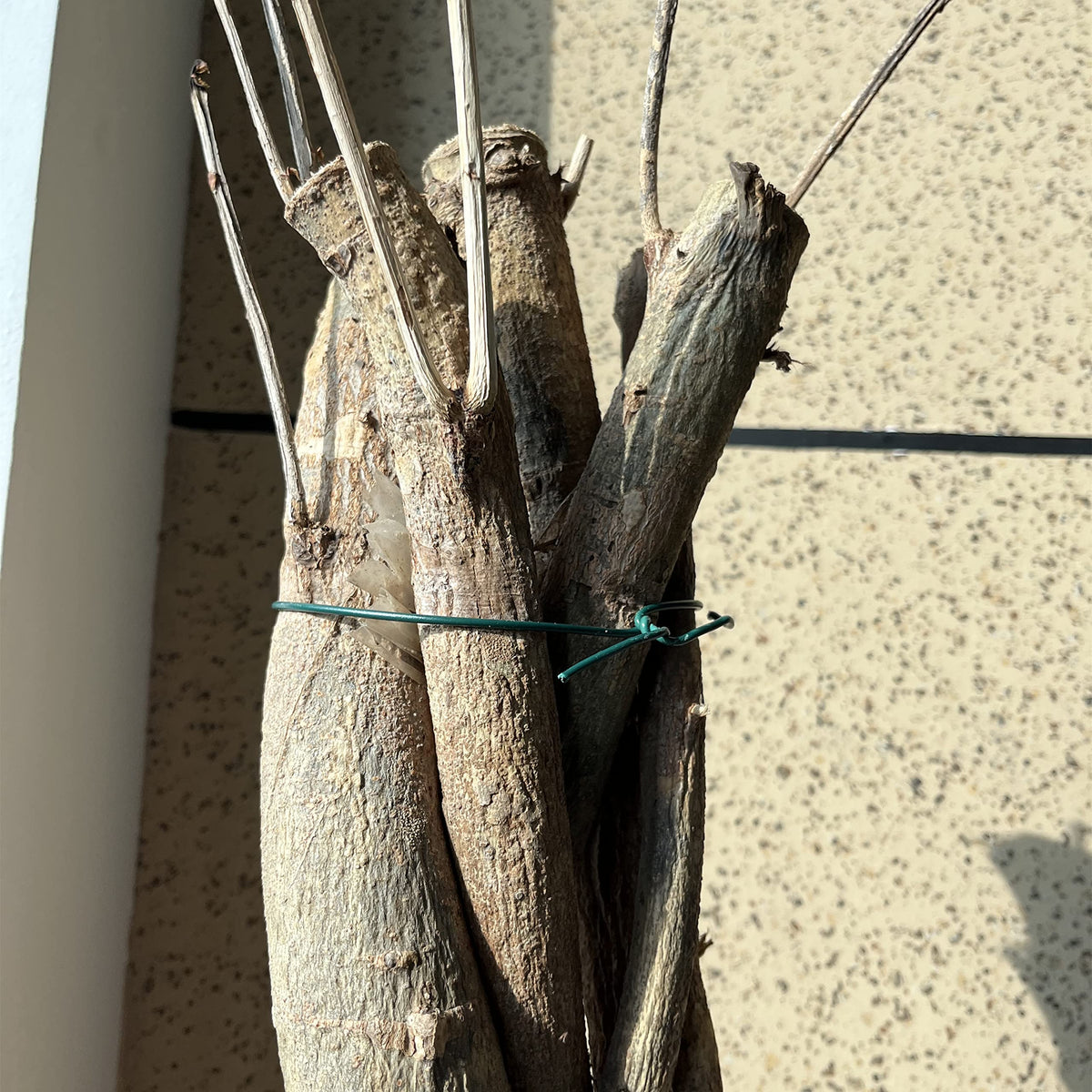 JIZHGRAD vine and rose support wire securing plants to trellises.