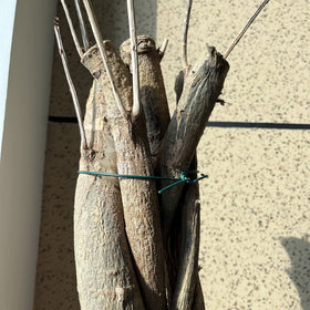 JIZHGRAD vine and rose support wire securing plants to trellises.