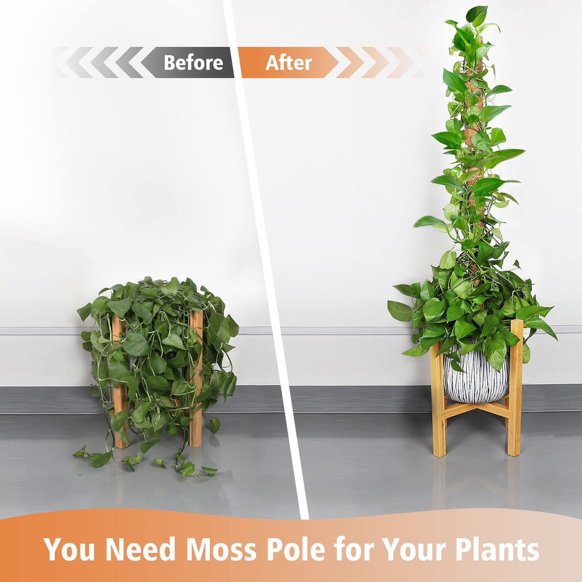 JJGoo plant support used with Monstera and pothos for upward growth