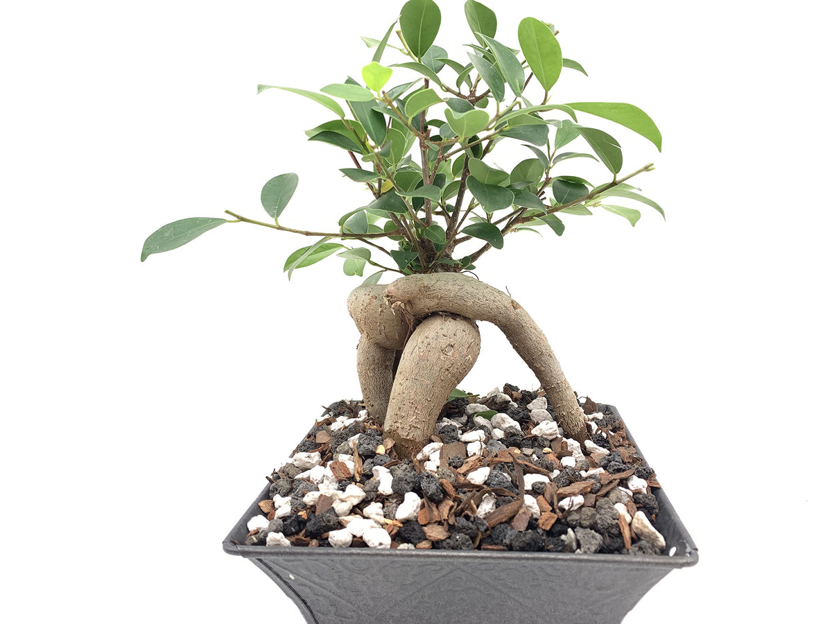 JK Global Imports Bonsai Supply 5oz fertilizer being applied to bonsai with easy-use guidance