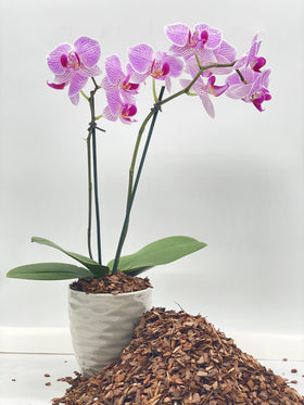 JK Global Imports Pine Bark Nugget Fines promote cactus root air circulation and growth support.