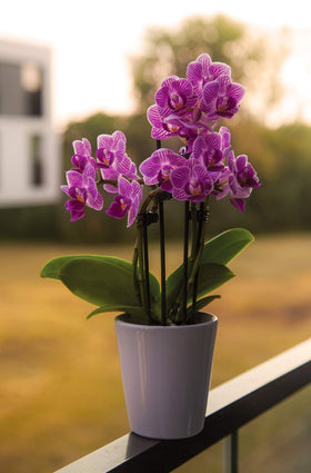 JK Global Imports Pine Bark Nugget Fines come in sustainable packaging for eco-conscious gardening.