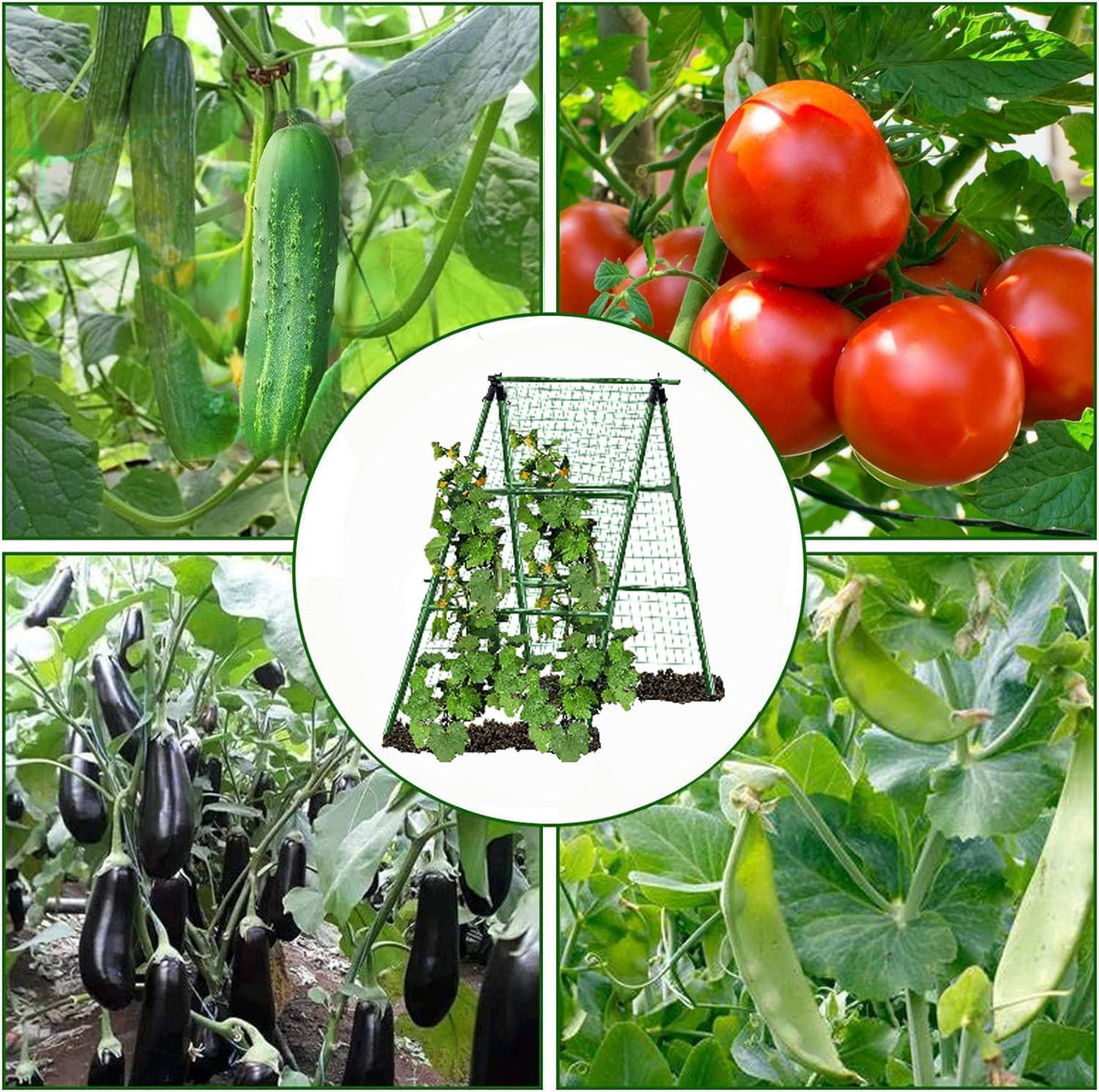 JK-GMTE A-Frame installed on raised bed supports cucumber vines with improved air circulation.