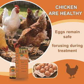 Chickens laying eggs after treatment with Jmxu's dewormer.