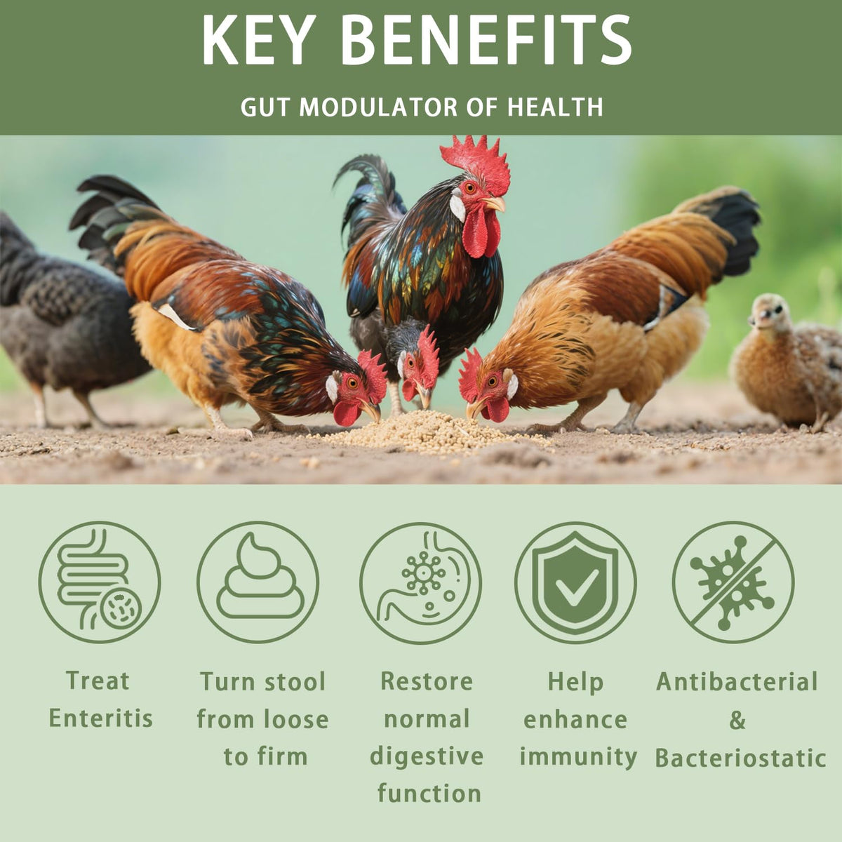 Jmxu's Chicken Gut Modulator bottle label highlights antibiotic-free formula.