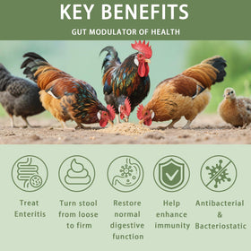Jmxu's Chicken Gut Modulator bottle label highlights antibiotic-free formula.