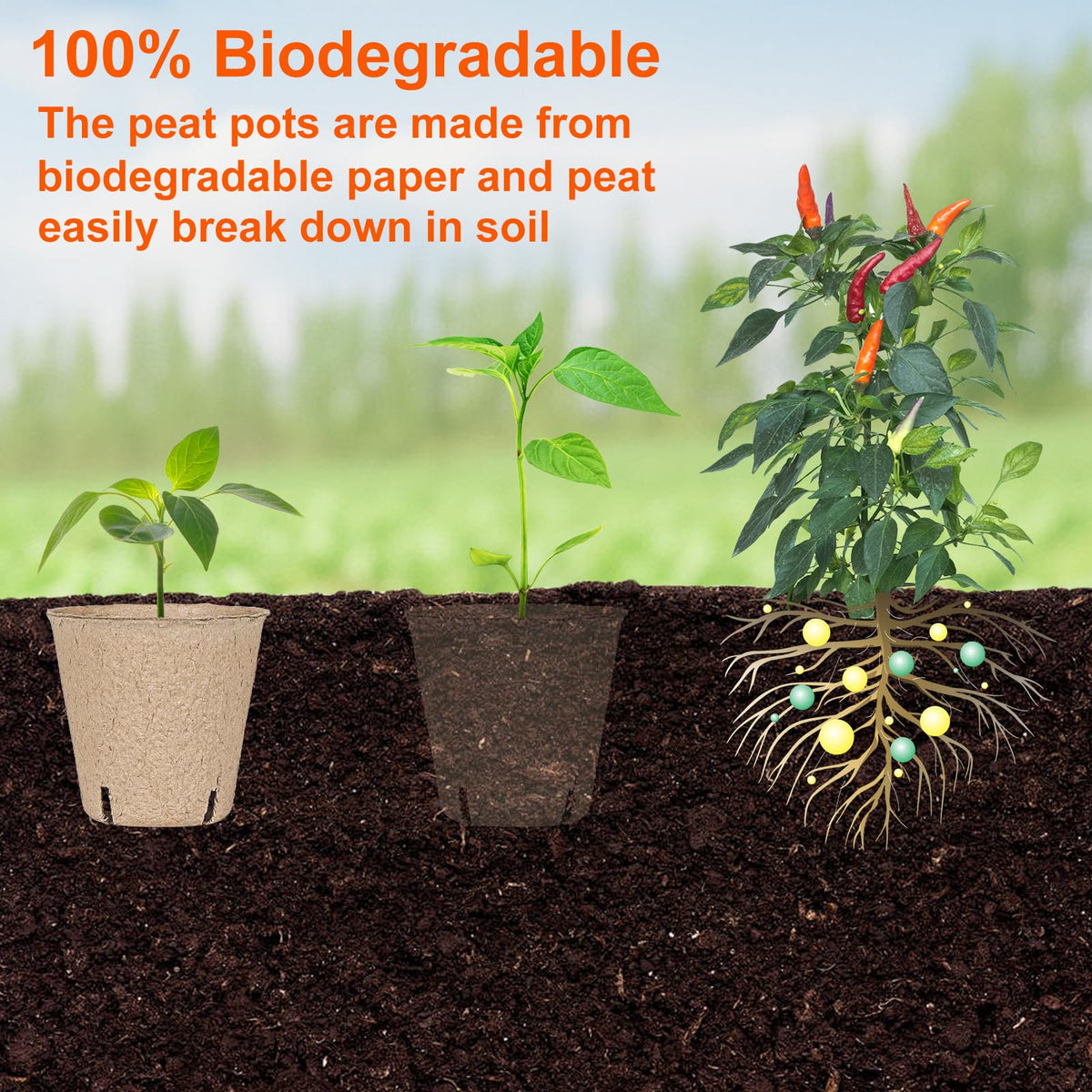JNYONG seedling pots suitable for flowers, herbs, and succulents.