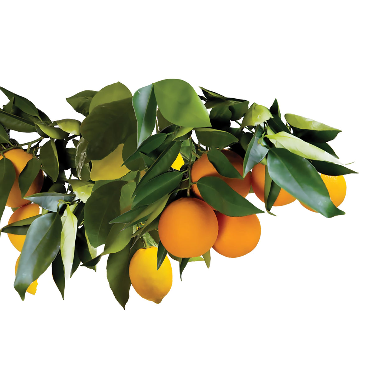 Jobe's Fertilizer Spikes demonstrate mess-free application for a peaceful yard
