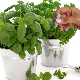 Jobe’s Organics herb spikes with 50-count packaging and 4-3-3 NPK label.