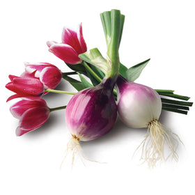 Jobe's Organics bone meal 2-14-0 NPK supports bulbs and blooms.