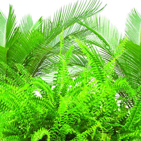 Jobe's Organics fern-palm-spikes packaging, ready-to-use indoor plant fertilizer solution.