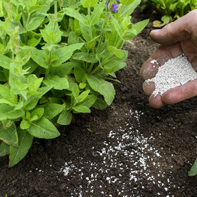 Spreading Jobes Organics garden lime to raise soil pH in a bed