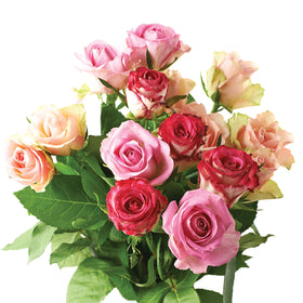 Jobe's Organics Rose Granular Fertilizer granules spread evenly in the garden