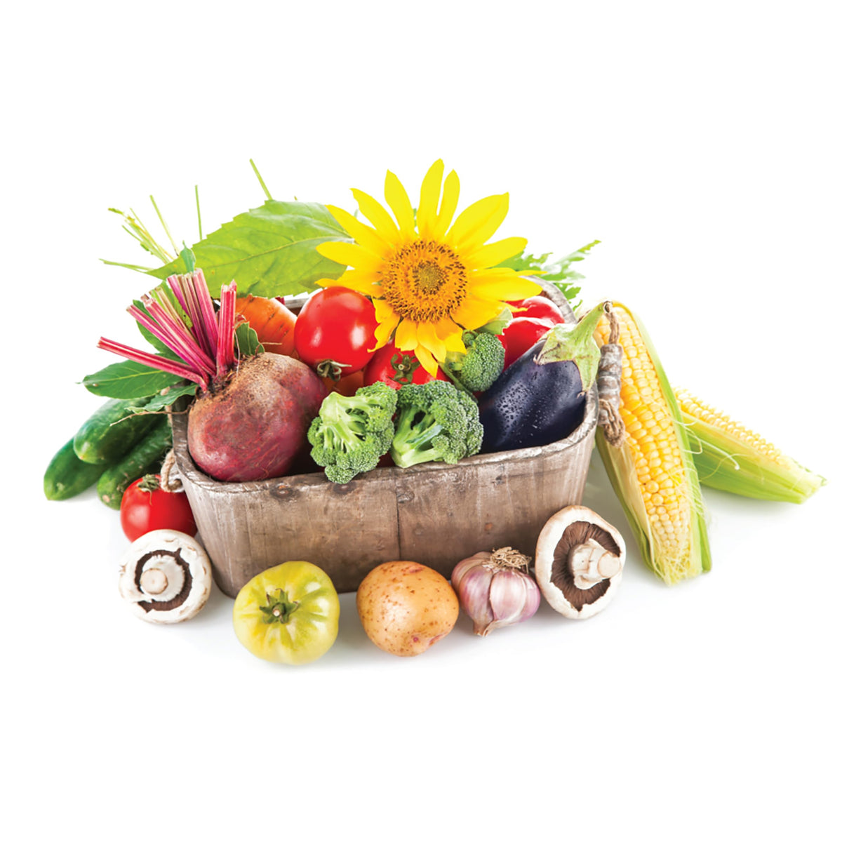 Soil with beneficial microorganisms boosted by Jobe’s Organics.
