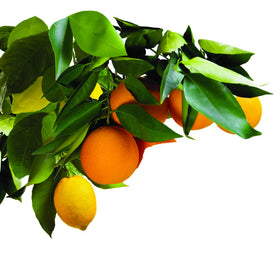 Jobe’s Organics spikes ready-to-use for garden feeding around trees.