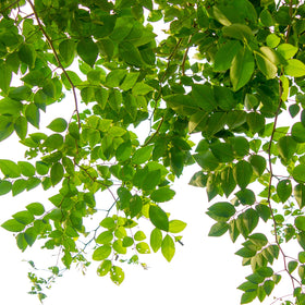 Jobe's Organics works with oak, maple, dogwood, and boxwood.