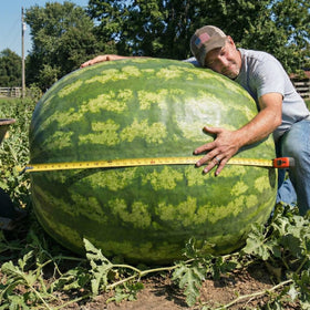 JOCADEW Carolina Cross watermelon fruit with impressive size for gatherings