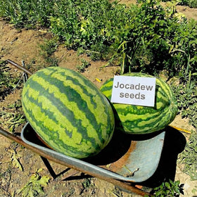 JOCADEW Carolina Cross growing plant ready for warm-season garden