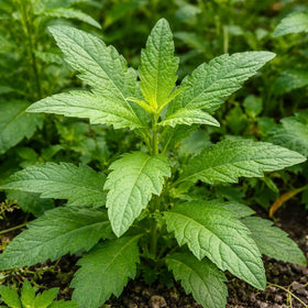 JOCADEW seeds with high germination promise for reliable herb growth.