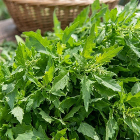 JOCADEW epazote plant growing tall with fragrant leaves for cooking.
