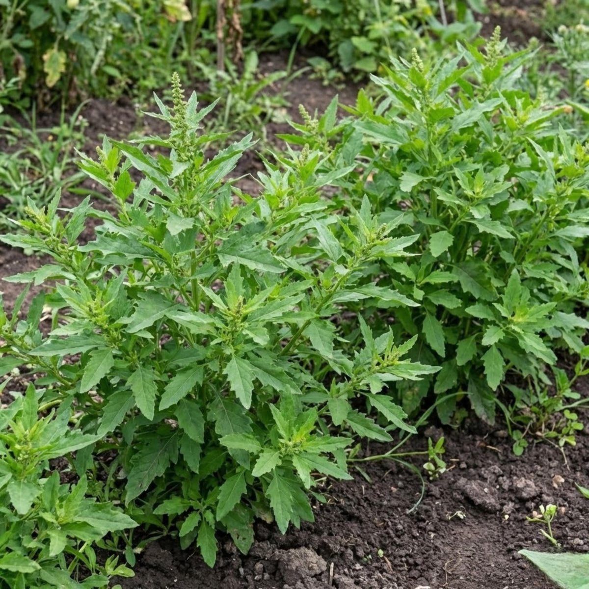 JOCADEW epazote seeds in garden bed offering bold aroma and continuous harvest.