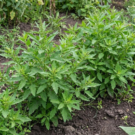 JOCADEW epazote seeds in garden bed offering bold aroma and continuous harvest.