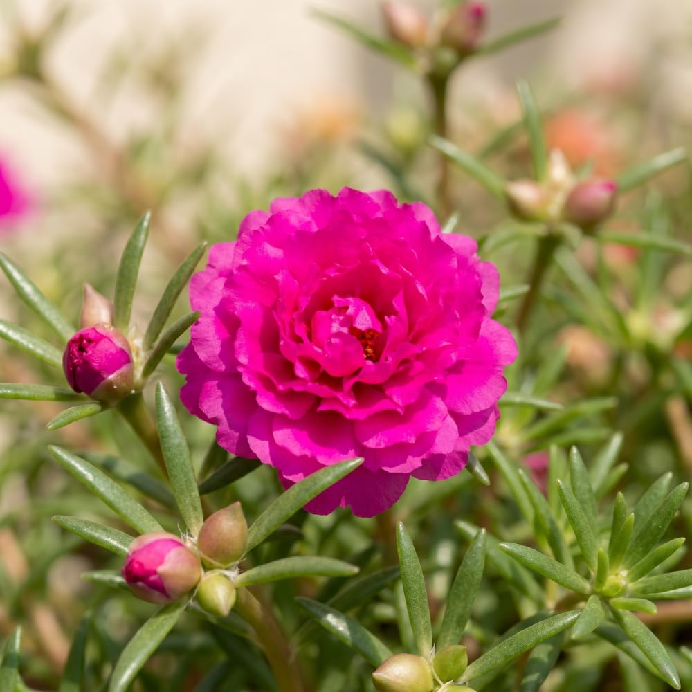 JOCADEW Low-growing ground cover forms dense mats to reduce gaps.