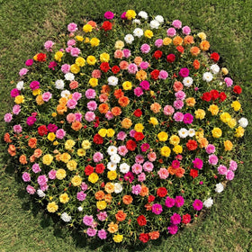 JOCADEW Pollinator-friendly blooms attract bees and butterflies.