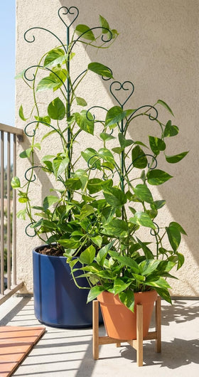 JoinGreen durable steel stakes elevate indoor and outdoor plant displays.
