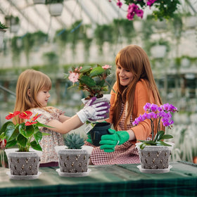 Jollidecor transparent orchid pot view enables quick root checks