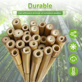 Jollybower bamboo stake used to build a trellis for vines