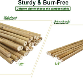Jollybower bamboo stakes supporting beans and peppers to stay upright