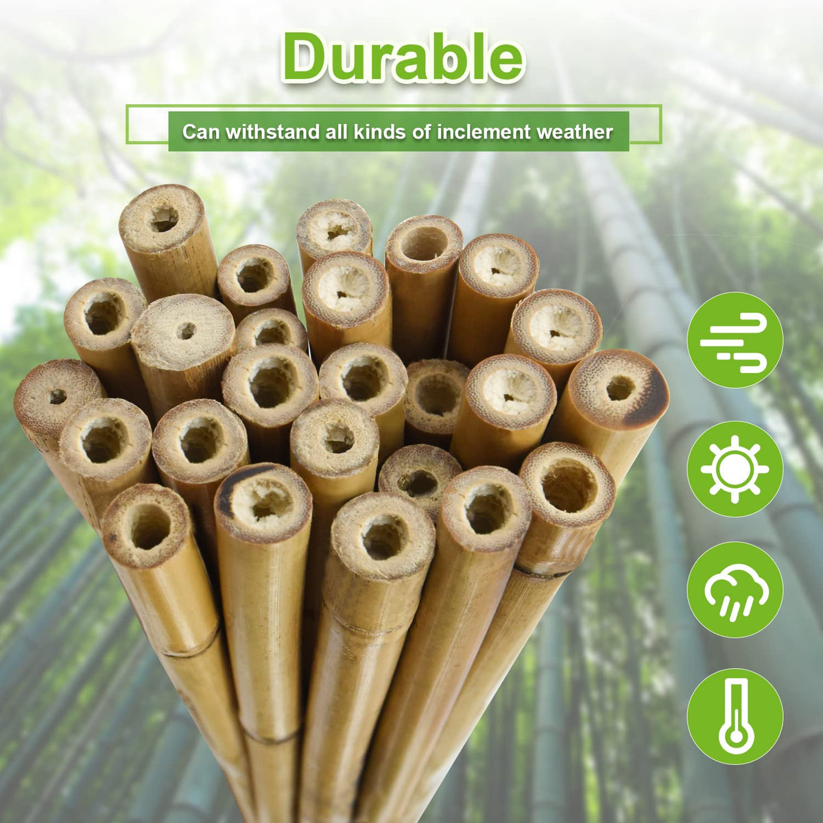Jollybower bamboo stakes for climbing plants in garden