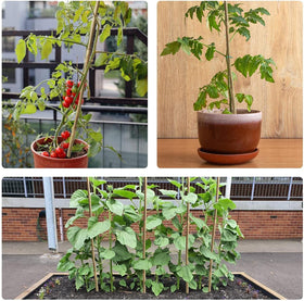 Jollybower sturdy eco-friendly garden stakes for durable support