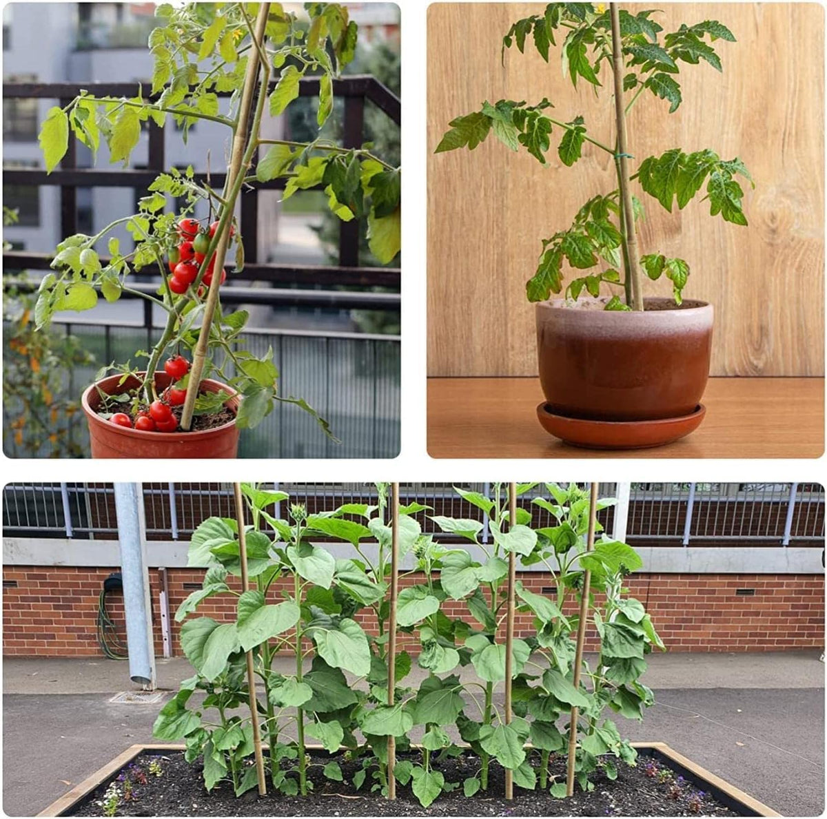 Jollybower stakes supporting tomato, bean, and flowering plants
