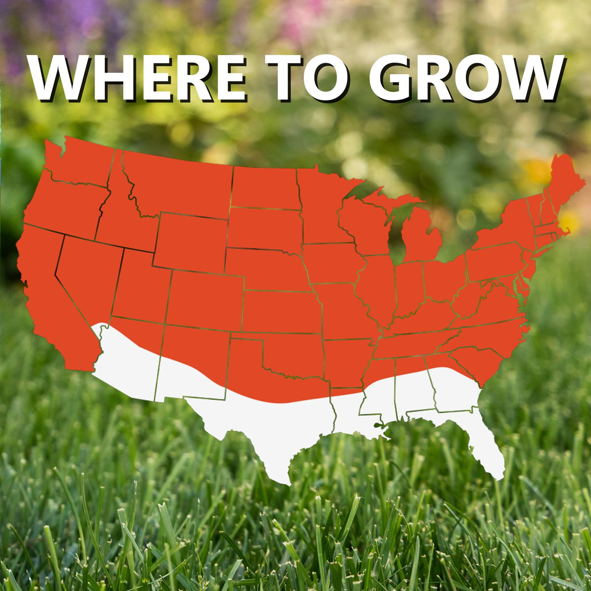 Jonathan Green Black Beauty seed leaf waxy coating enhances drought tolerance