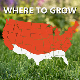 Jonathan Green Black Beauty seed leaf waxy coating enhances drought tolerance