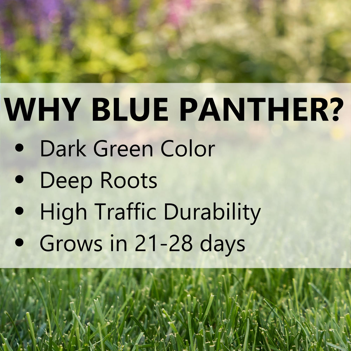 Jonathan Green Blue Panther seeds cover up to 2400 sq ft