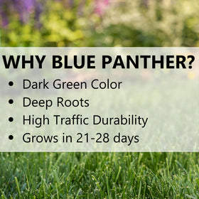 Jonathan Green Blue Panther seeds cover up to 2400 sq ft