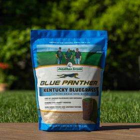 Jonathan Green Blue Panther germinates in about 21–28 days