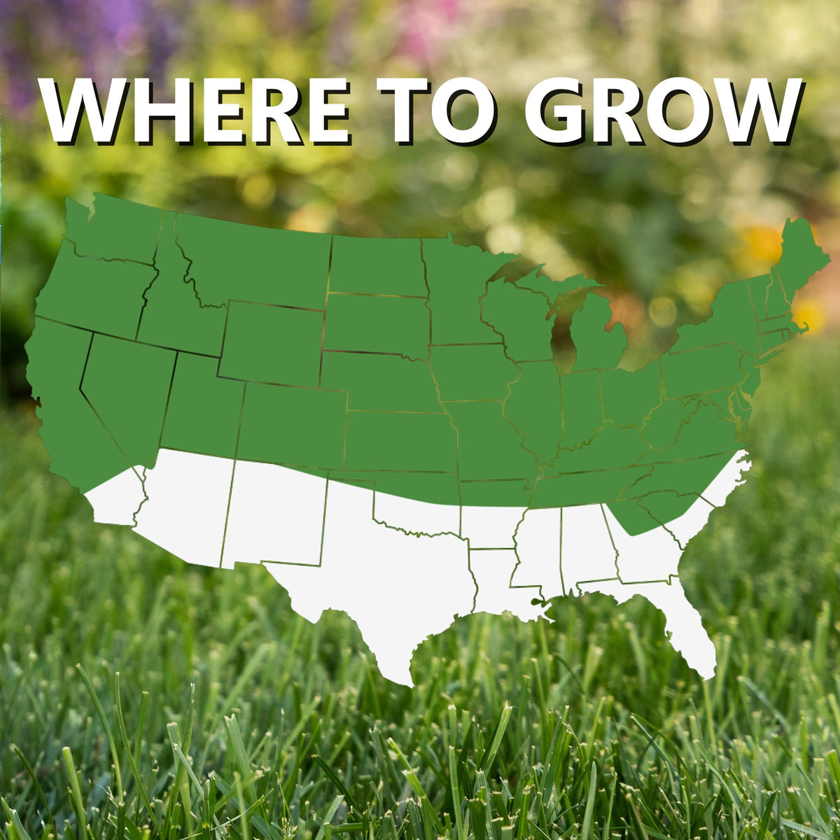 Jonathan Green Black Beauty Shady Nooks turf emerging with rich dark-green color.