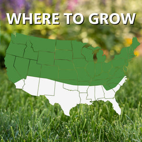 Jonathan Green Black Beauty Shady Nooks turf emerging with rich dark-green color.