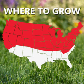 Dark-green turf from Jonathan Green Black Beauty Sunny Grass Seed creates lush lawns.