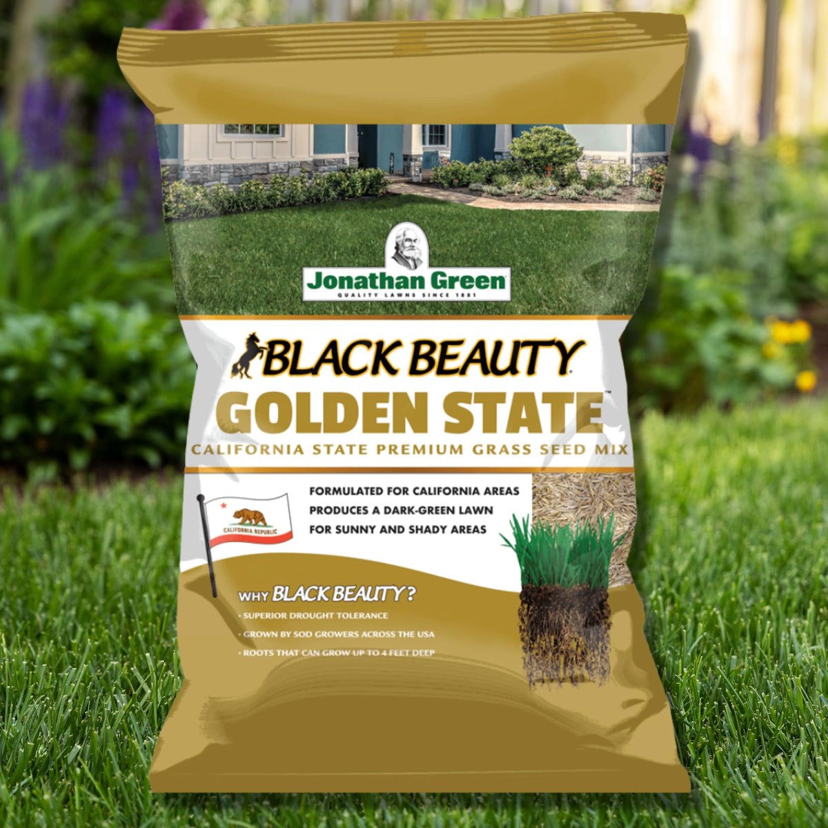 Jonathan Green Black Beauty Golden State seed demonstrates deep-root moisture retention in turf.
