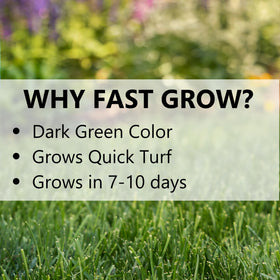 Jonathan Green Fast Grow Seed overseeding with Black Beauty creates thicker turf over time