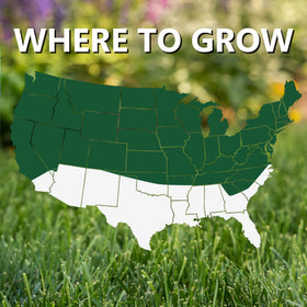 Jonathan Green four cool-season grasses blend demonstrates versatile shade tolerance.
