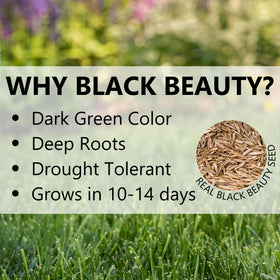 Jonathan Green Black Beauty Sunny Grass Seed demonstrates heat-tolerant performance in sun.