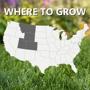 Jonathan Green seed dispersion promotes early green growth